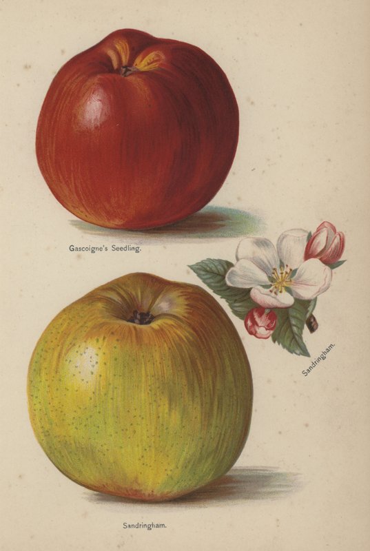 Gascoignes Fide, Sandringham by English School