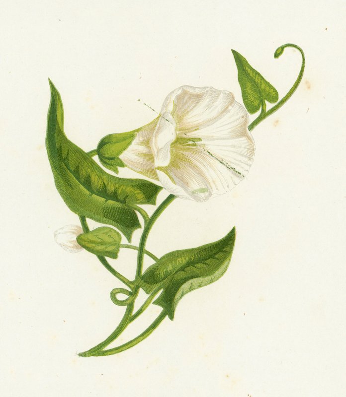 Büyük Gündüzsefası, Convolvulus Sepium by English School