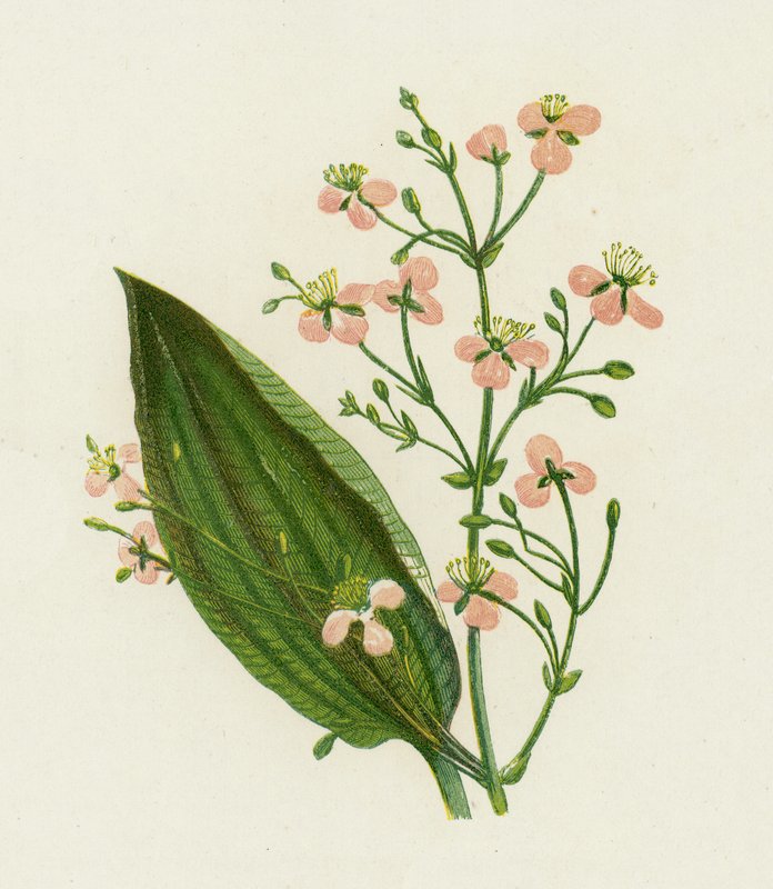 Büyük Su Muz, Alisma Plantago by English School