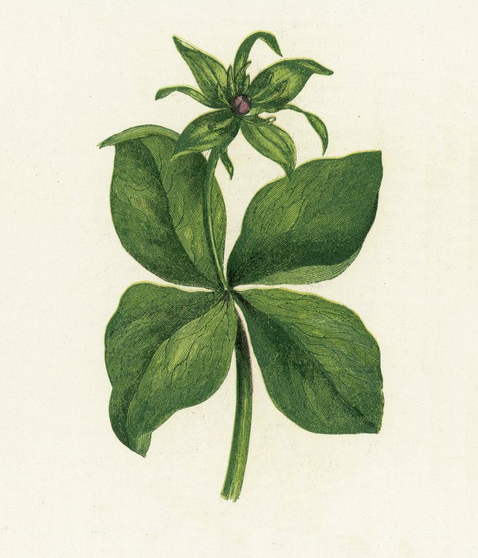 Herb Paris, Paris Quadrifolia by English School