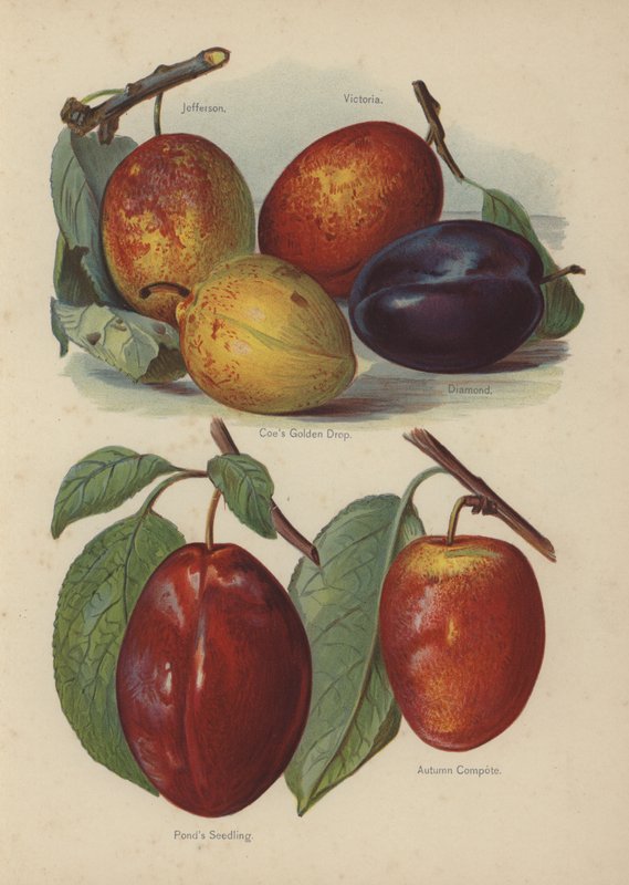 Jefferson, Victoria, Coes Altın Damla, Elmas, Havuzlar Fide, Sonbahar Kompostosu by English School