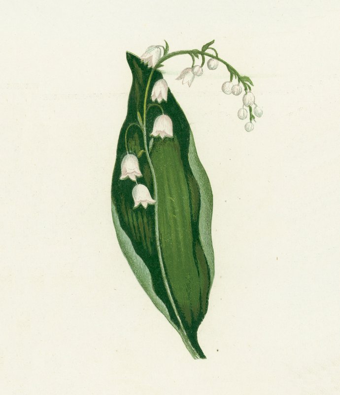 Vadideki Zambak, Convallaria Majalis by English School