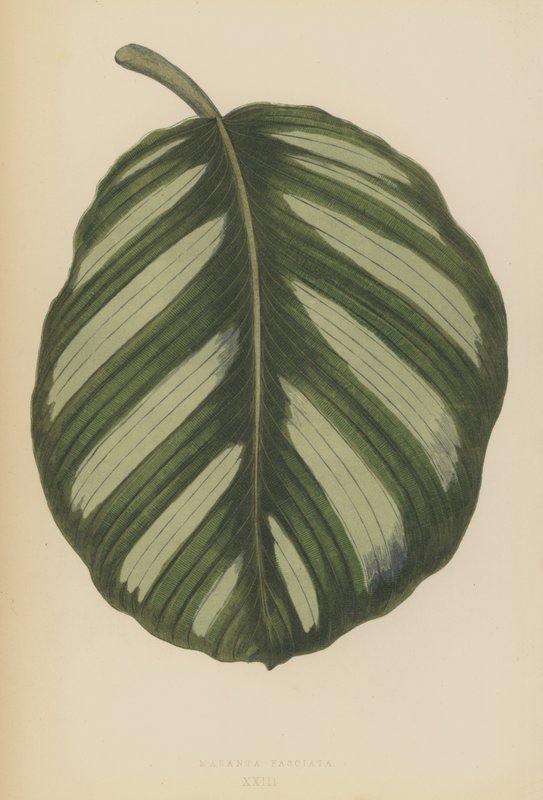Maranta Fasciata