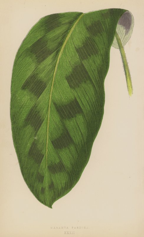 Maranta Pardina by English School