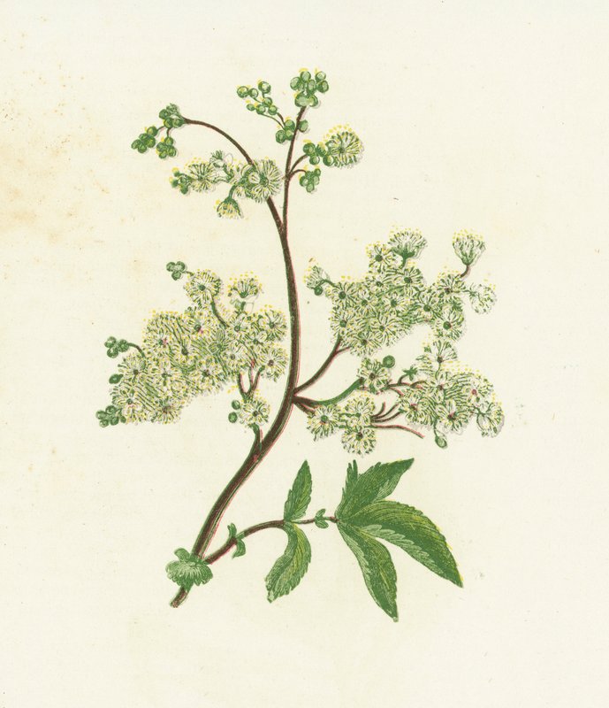 Çayır Tatlısı veya Çorbası, Spiraea Ulmaria by English School