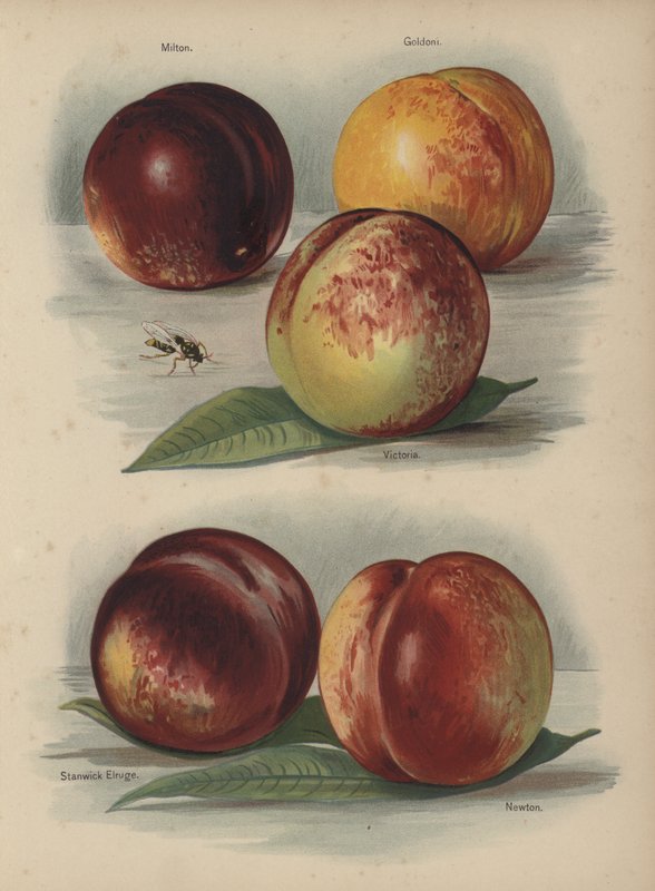 Milton, Goldoni, Victoria, Stanwick Elruge, Newton by English School
