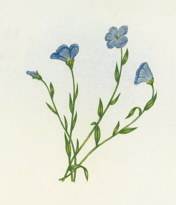 Dar Yapraklı Soluk Keten, Linum Angustifolium by English School