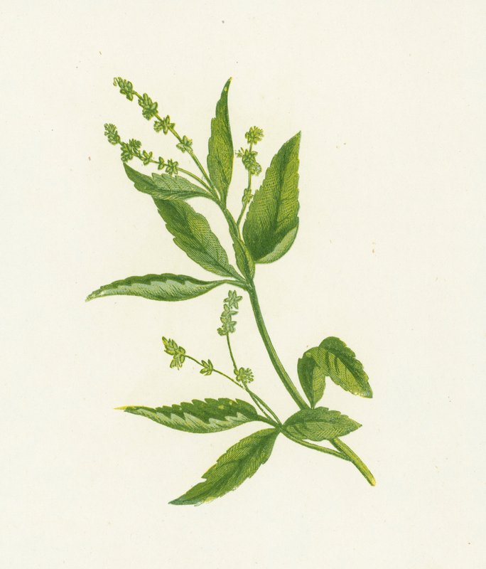 Çok Yıllık veya Köpekler Merkür, Mercurialis Perennis by English School