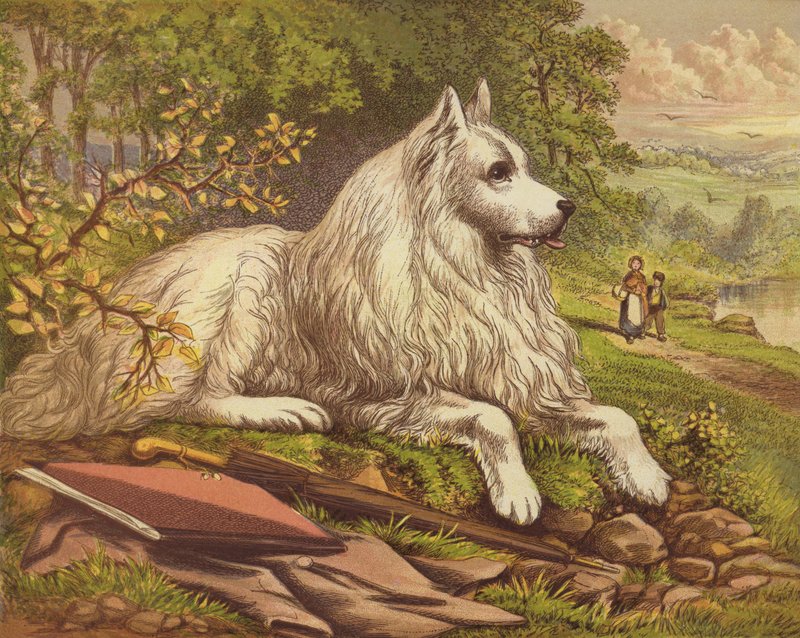 Evcil Köpekler by English School
