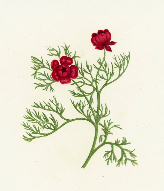 Sülün Gözü, Adonis Autumnalis by English School