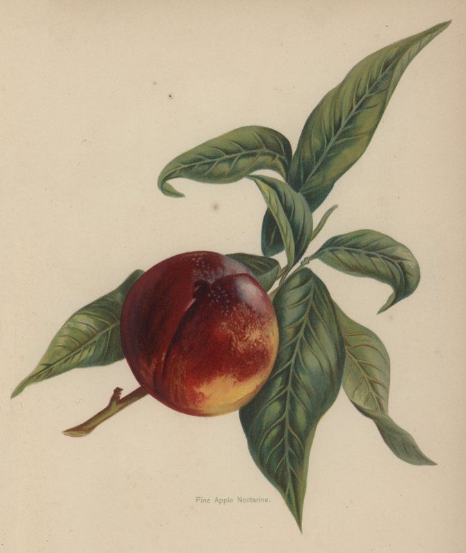 Çam Elma Nektarin by English School
