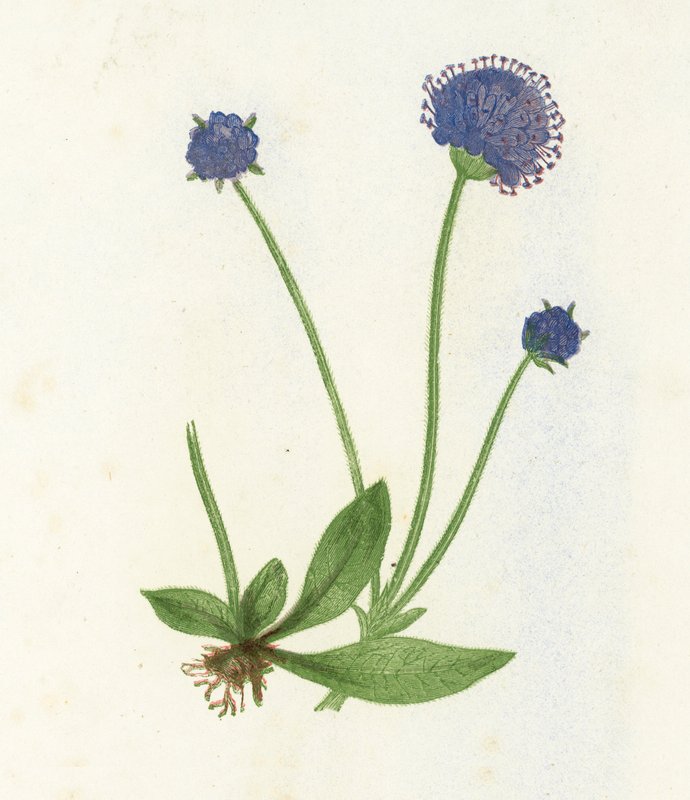Premorse Uyuz, Scabiosa Succisa by English School