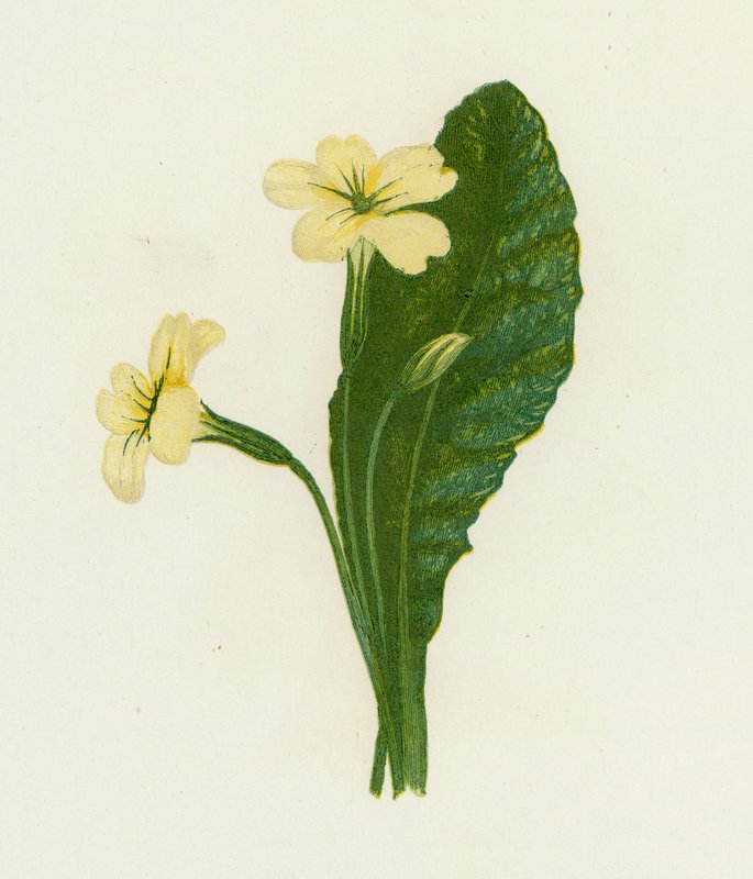 Çuha çiçeği, Primula Vulgaris by English School