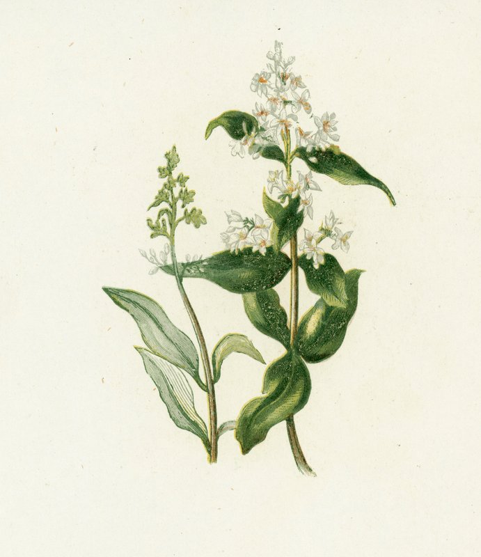 Privet, Veznedar by English School