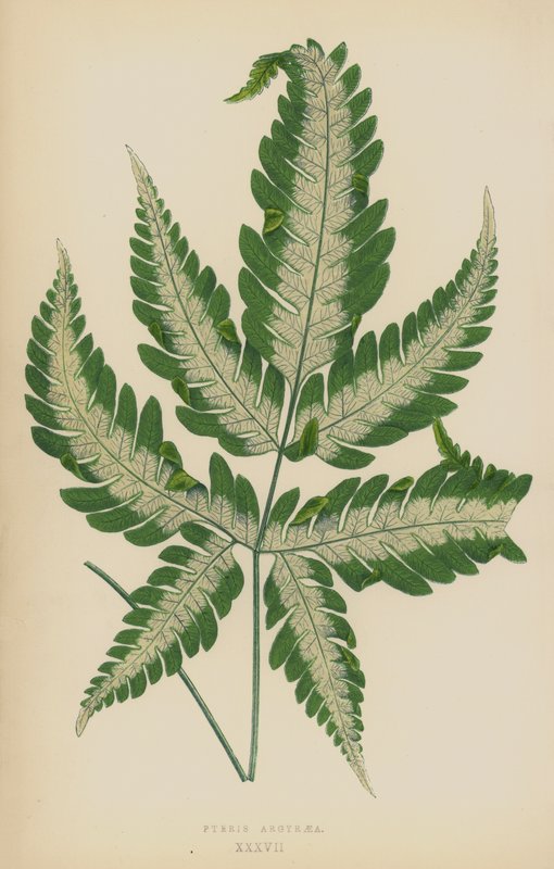 Pteris Argyraia by English School