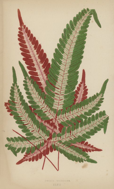 Pteris Üç Renkli by English School