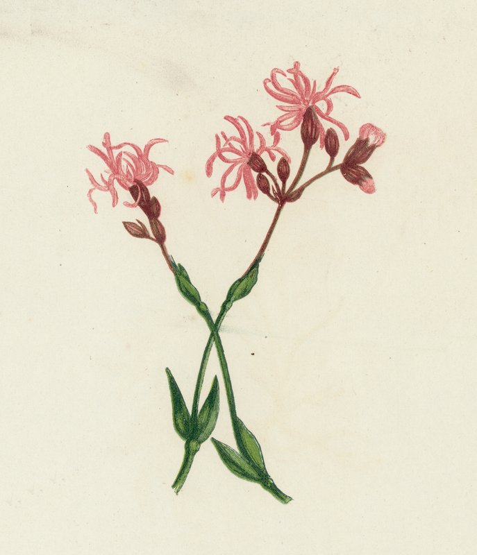 Düzensiz Robin, Lychnis Flos-Cuculi by English School