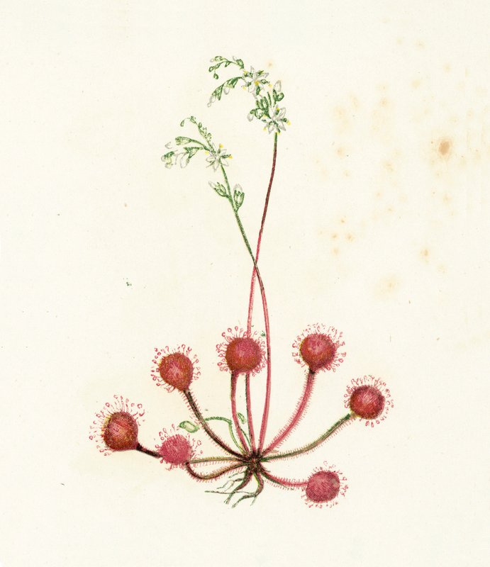 Yuvarlak Yapraklı Sundew, Drosera Rotundifolia by English School
