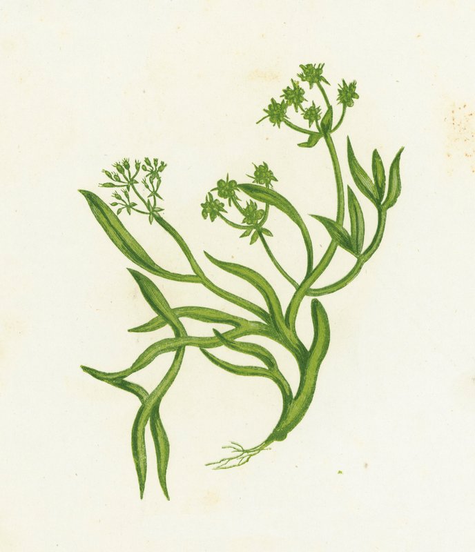 Samphire, Crithmum Maritimum by English School