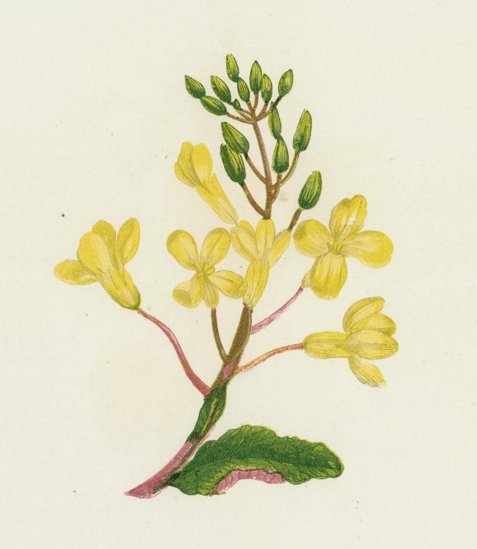 Deniz Lahanası, Brassica Oleracea by English School