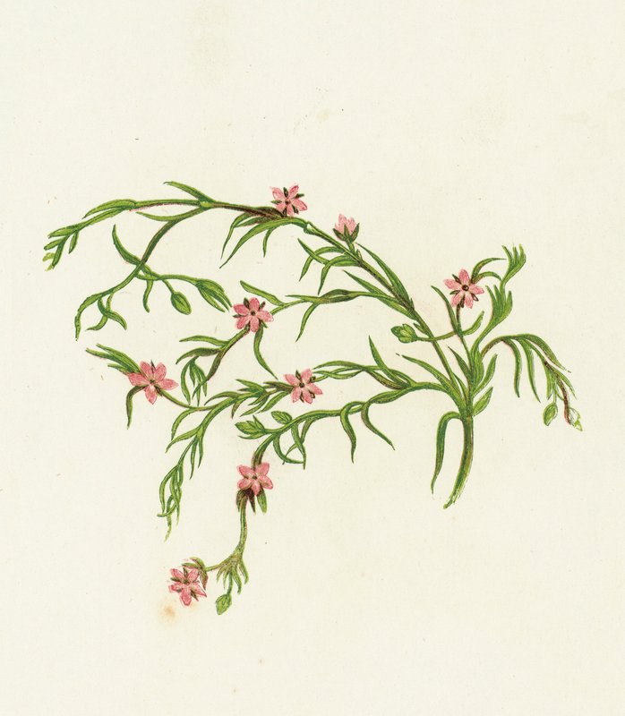 Deniz Spurrey Sandwort, Arenaria Marina by English School