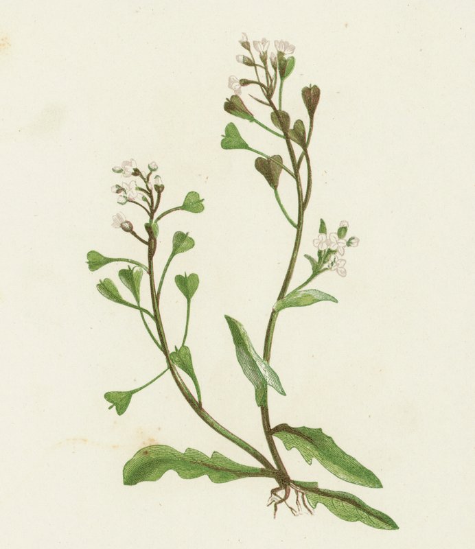 Çoban Çantası, Capsella Bursa-pastoris by English School