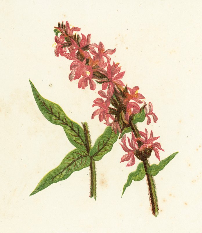 Çivili Mor Loosestrife, Lythrum Salicaria by English School