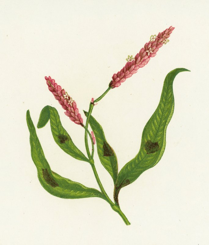 Benekli Persicaria, Polygonum Persicaria by English School