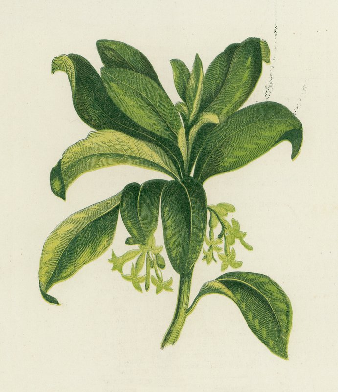 Spurge Laurel, Daphne Laureola by English School