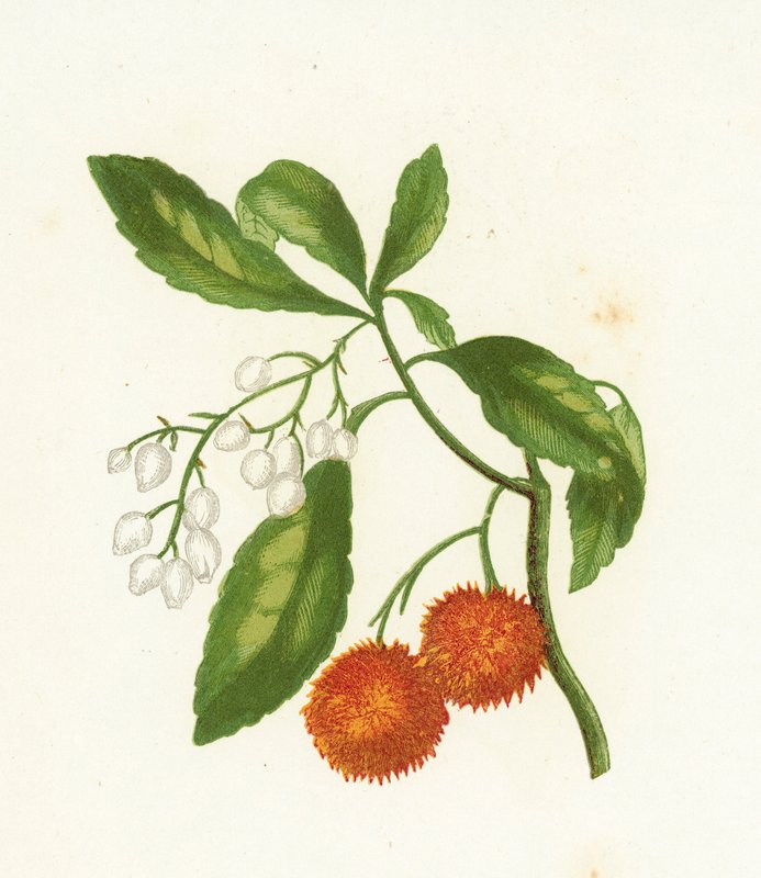 Çilek Ağacı, Arbutus Unedo by English School