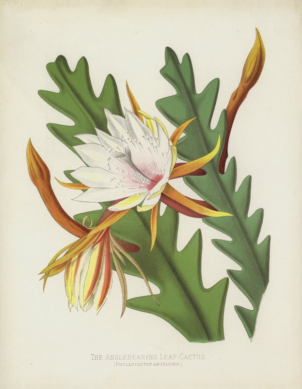 Açılı Yaprak-Kaktüs, Phyllocactus Anguliger by English School