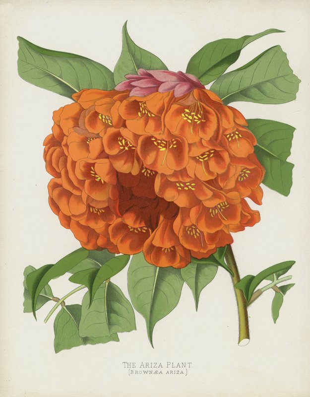Ariza Fabrikası, Brownaea Ariza by English School