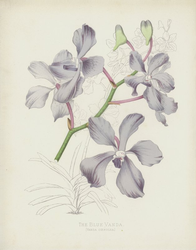 Mavi Vanda, Vanda Coerulea by English School