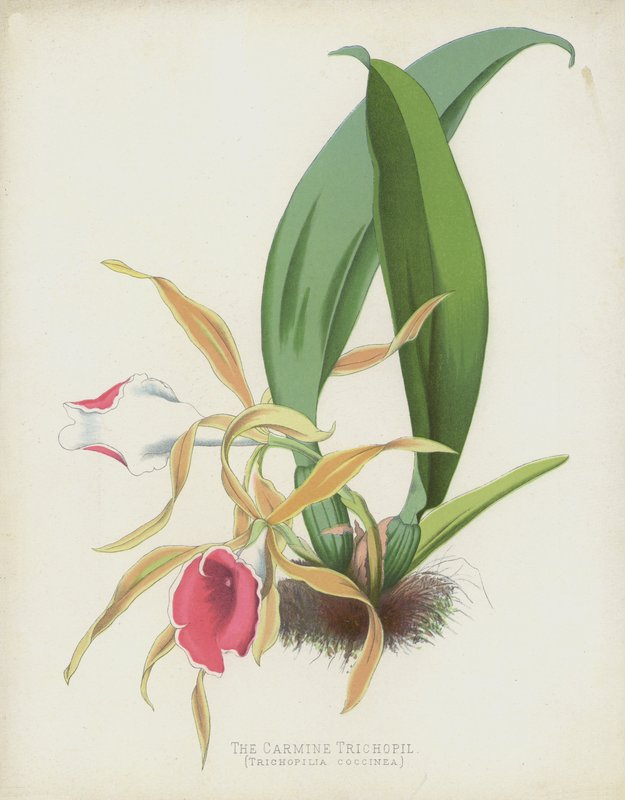 Carmine Trichopil, Trichopilia Coccinea by English School
