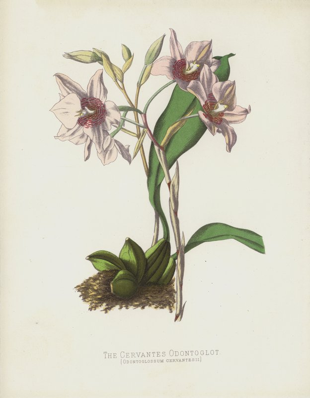 Cervantes Odontoglot, Odontoglossum Cervantesii by English School