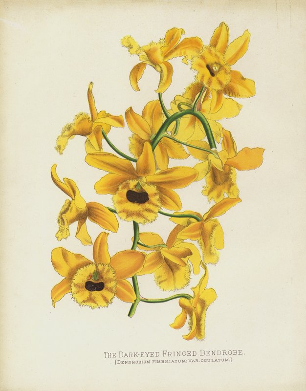 Kara Gözlü Saçaklı Dendrobe, Dendrobium Fimbruatum; var Oculatum by English School
