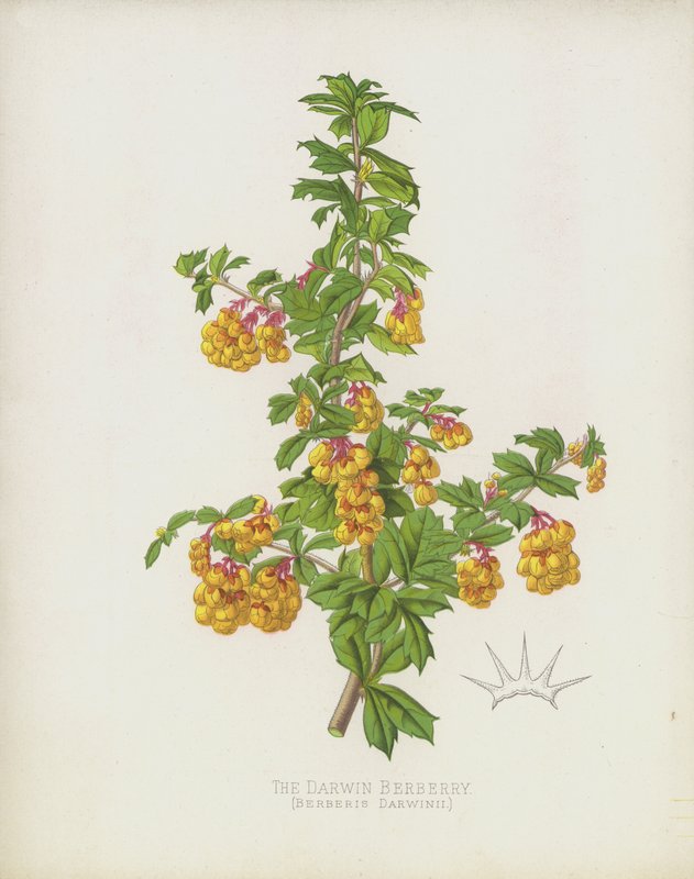 Darwin Kızamık, Berberis Darwinii by English School