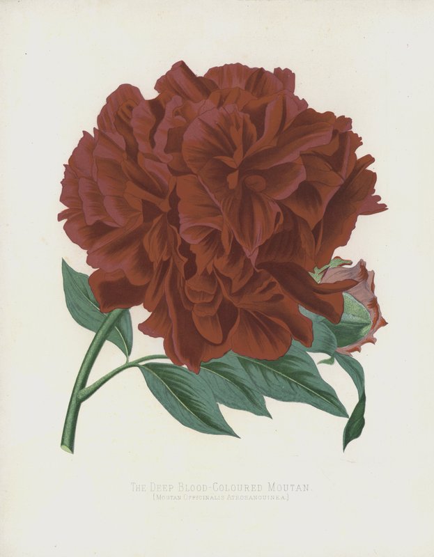 Derin Kan Renkli Moutan, Moutan Officinalis; atrosanguinea by English School