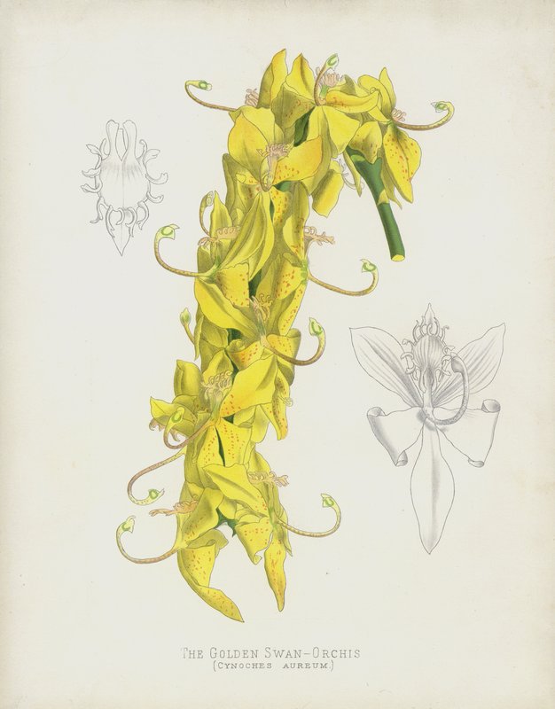 Altın Kuğu-Orchis, Cycnoches Aureum by English School