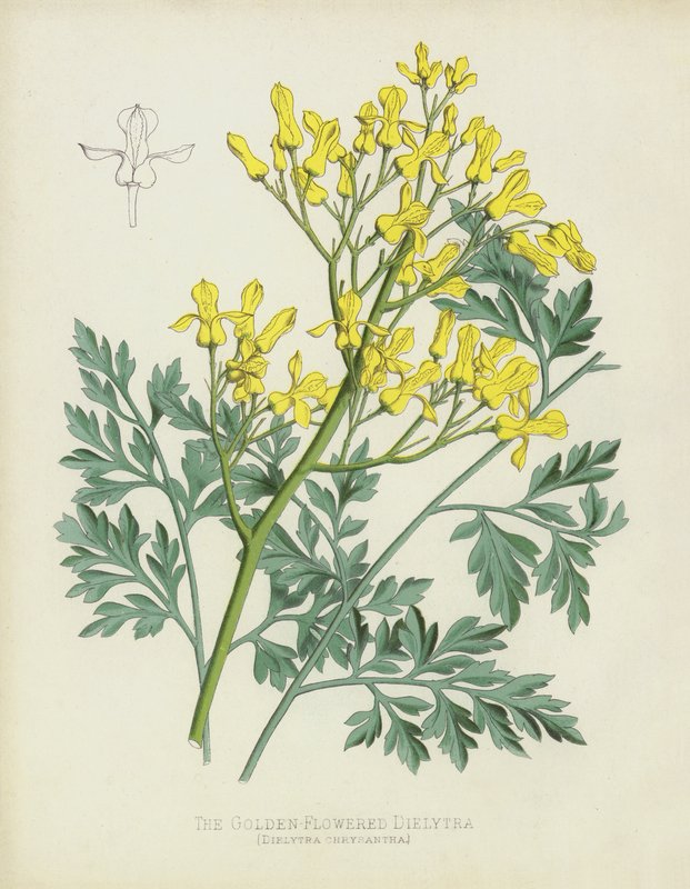 Altın Çiçekli Dielytra, Dielytra Chrysantha by English School