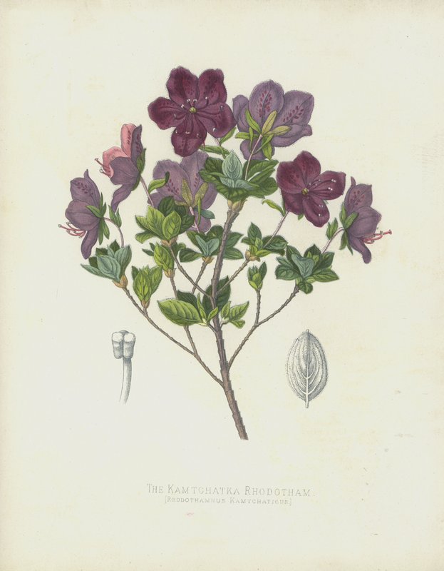 Kamçatka Rhodotham, Rhabdothamnus Kamtschaticus by English School