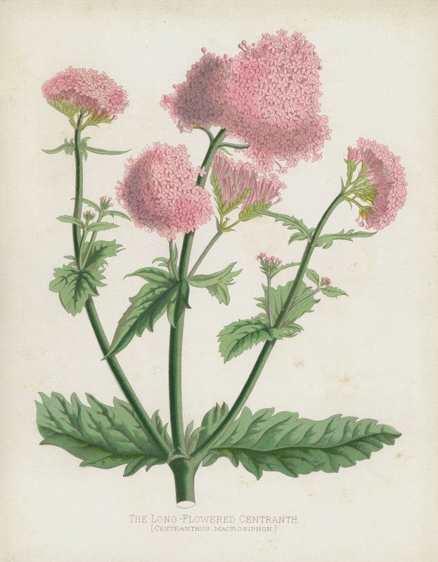 Uzun Çiçekli Centranth, Centranthus Macrosiphon by English School