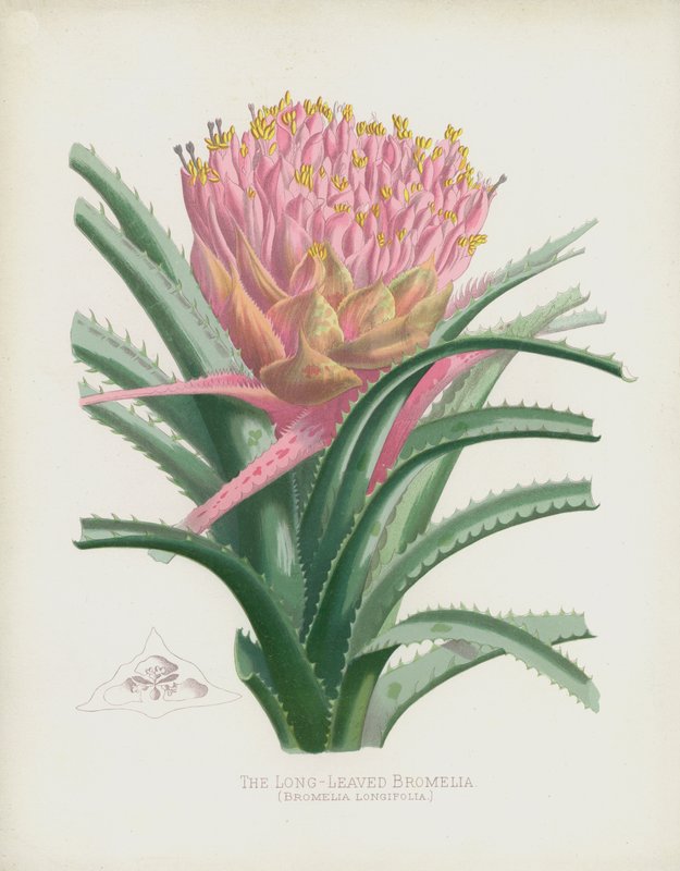 Uzun Yapraklı Bromelia, Bromelia Longifolia by English School