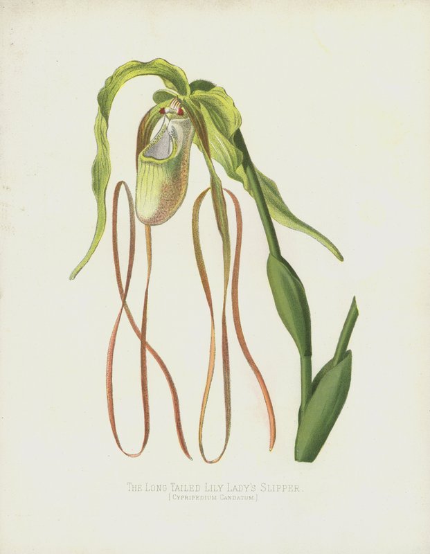 Uzun Kuyruklu Bayan Terliği, Cypripedium Caudatum by English School