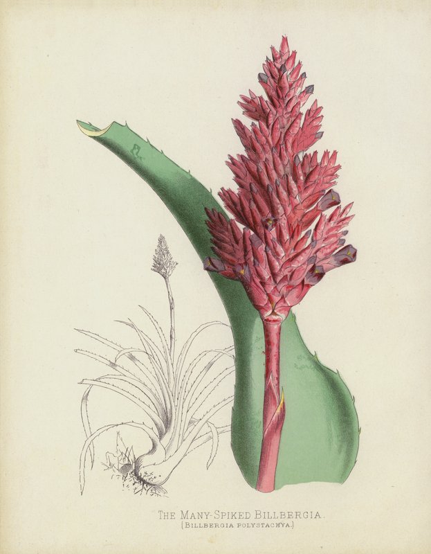 Çok Çivili Billbergia, Billbergia(?) Polystachya by English School