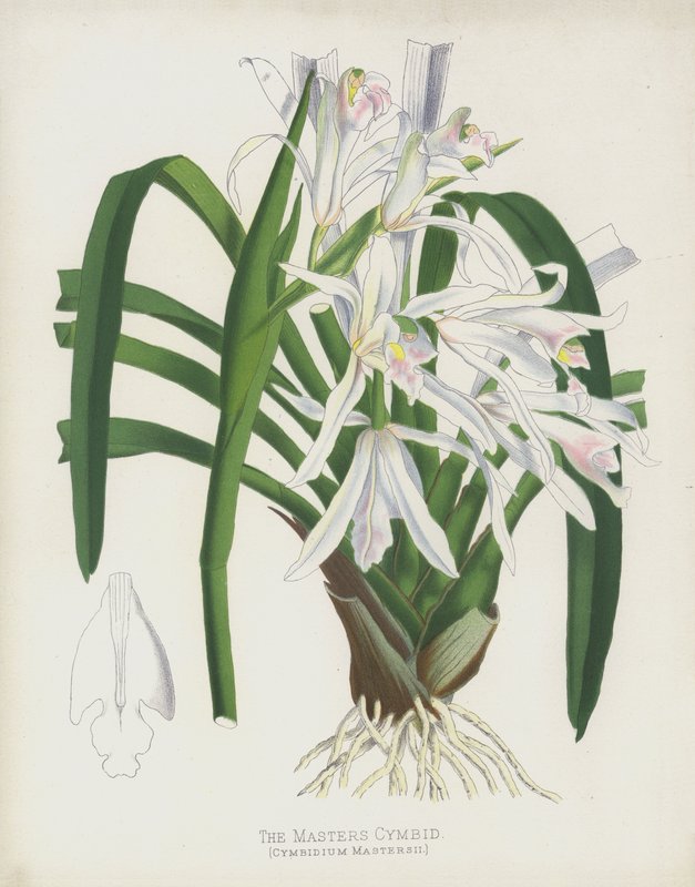 Ustalar Cymbid, Cymbidium Mastersii by English School