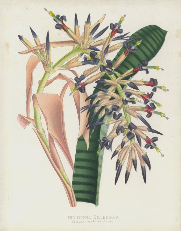 Morel Billbergia, Billbergia Moreliana by English School