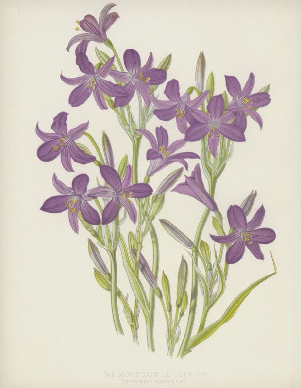 Dağ Ixiolirion, Ixiolirion Montanum by English School