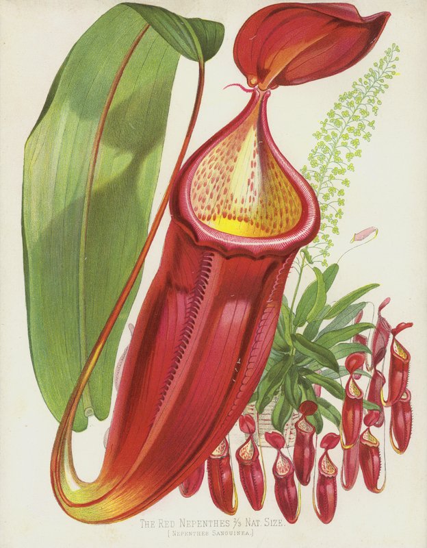 Kızıl Nepenthes, Nepenthes Sanguinea by English School