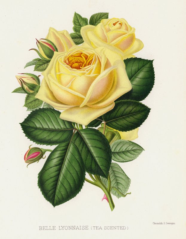 Gül Bahçesi: Belle Lyonnaise, Çay Kokulu by English School